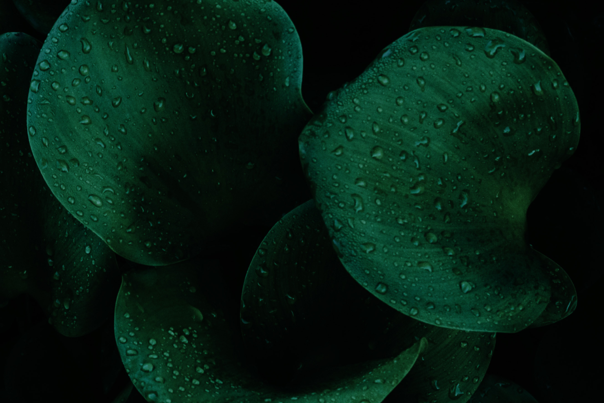 large dark leaves with dew drops